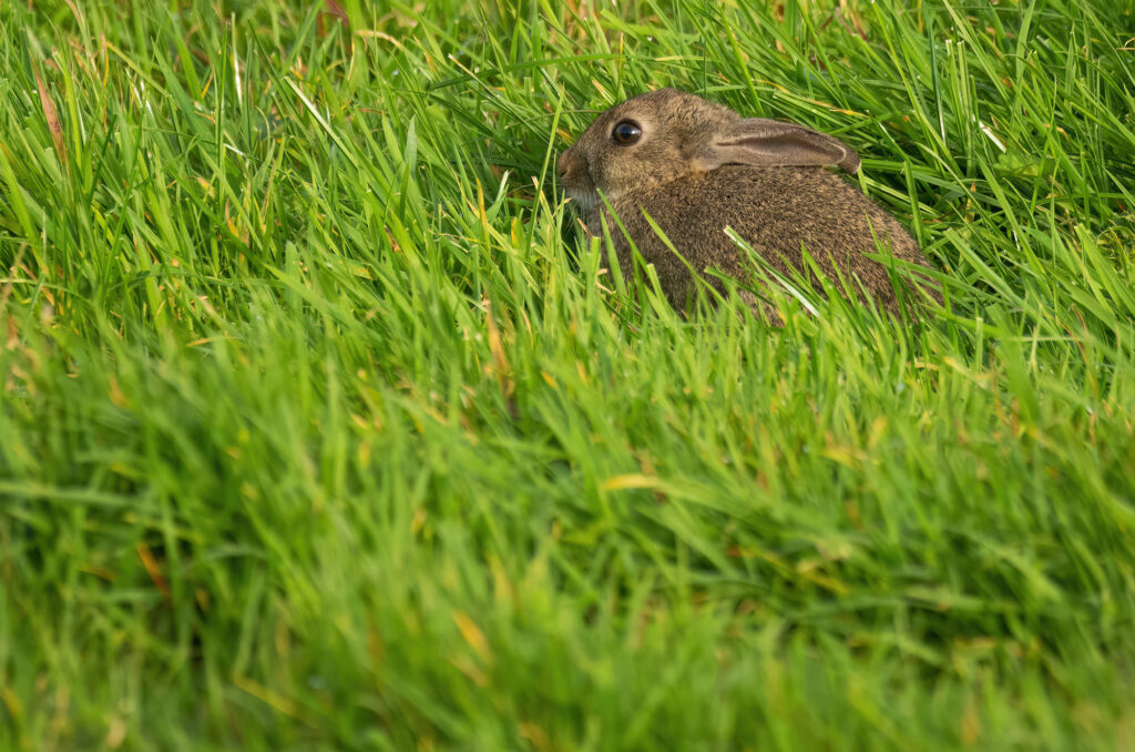 Rabbit sitting in grass with its ears back