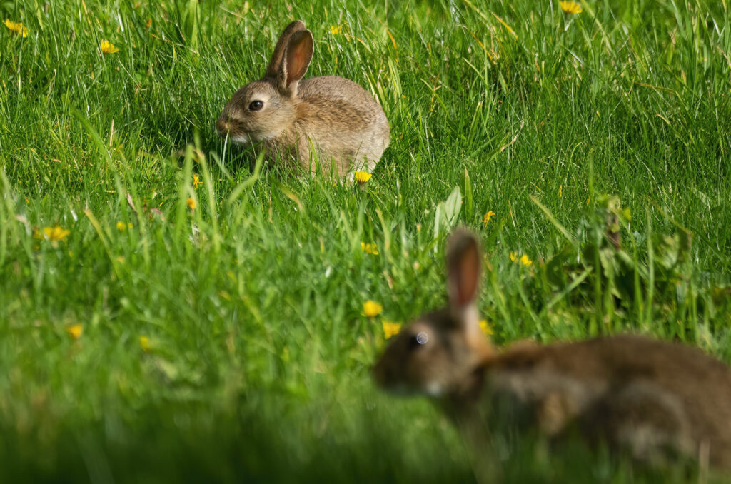 Rabbit sitting in grass and buttercups with another rabbit in the foreground that is out of focus
