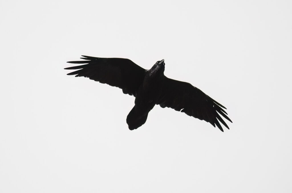 Raven in flight with wings outstretched