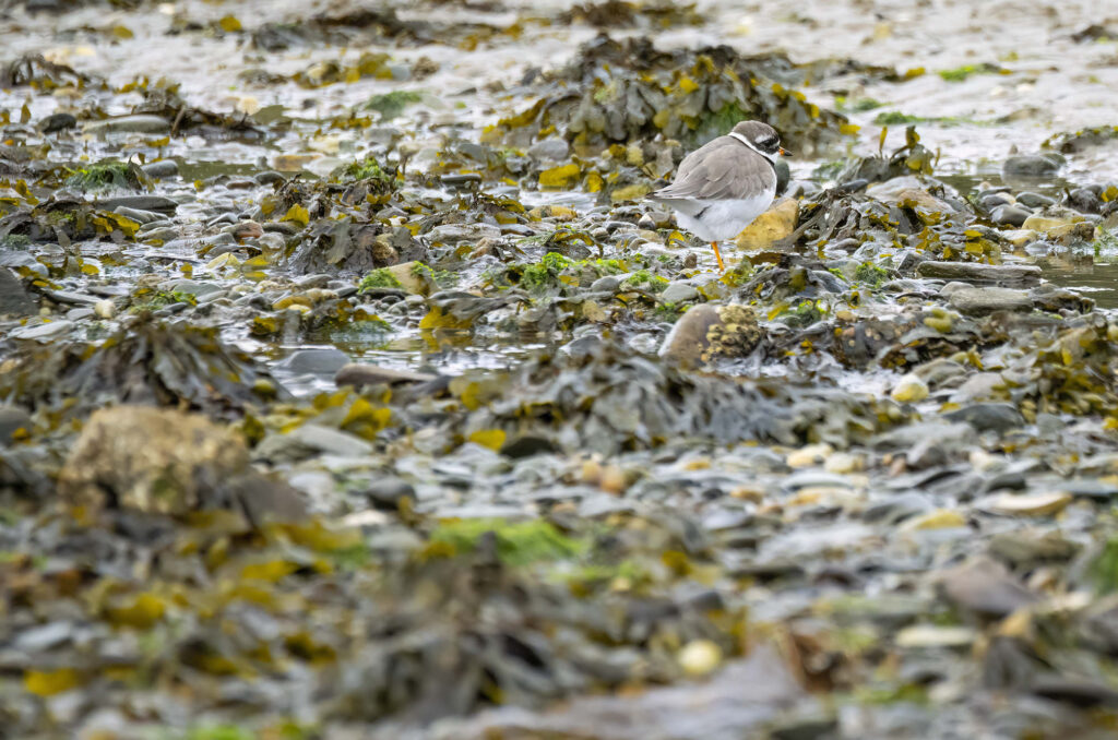 Ringed plover standing on one leg on seaweed covered rocks