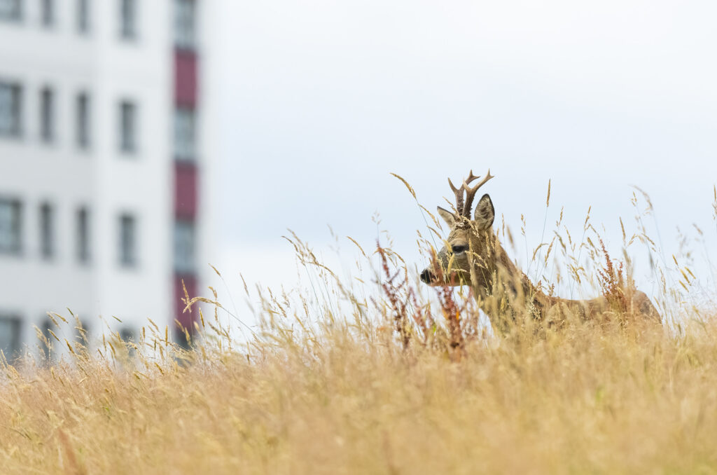Roe deer buck standing in a field of long grass with a block of flats in the background