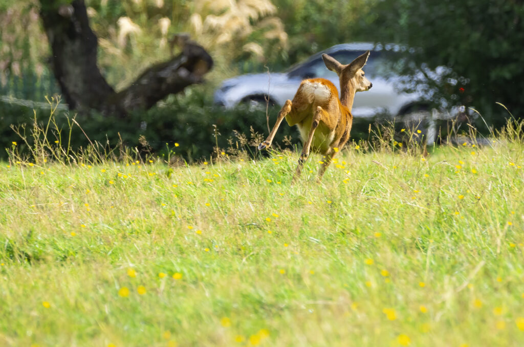 Roe doe running across a field with a car in the background