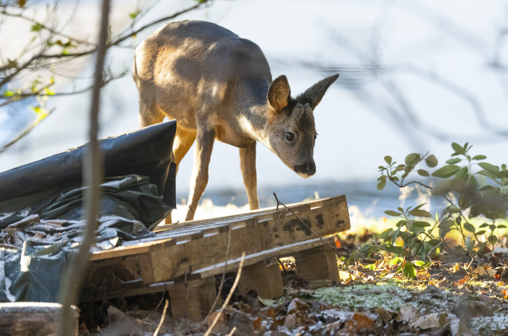 Roe deer kid walking in frosty conditions near to a wooden pallet and plastic sheeting