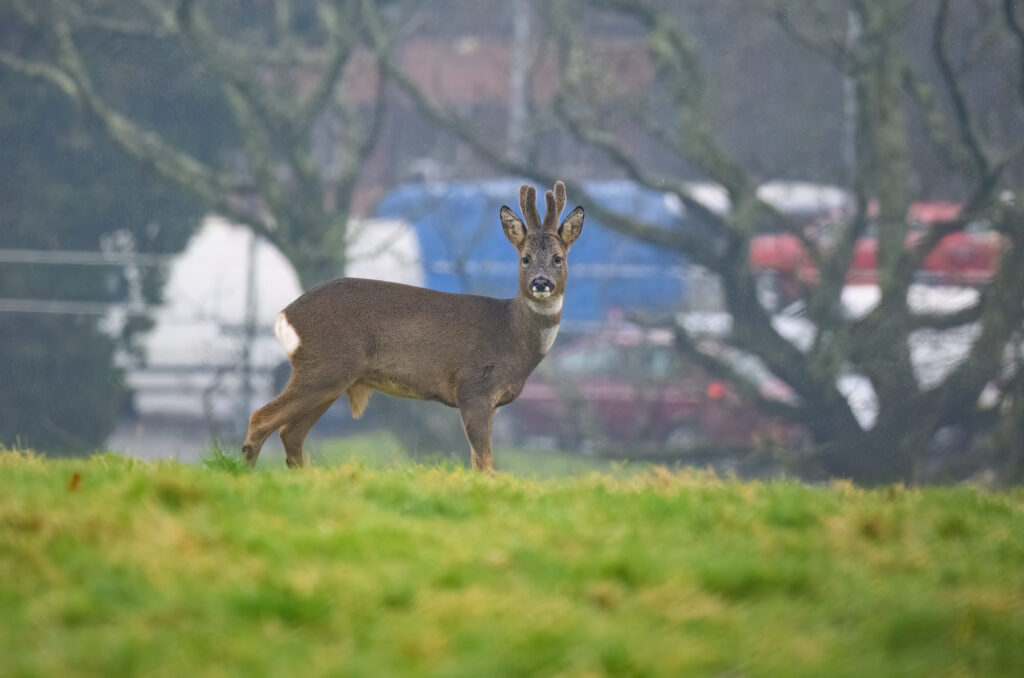 Roe deer buck standing in a field with traffic in the background