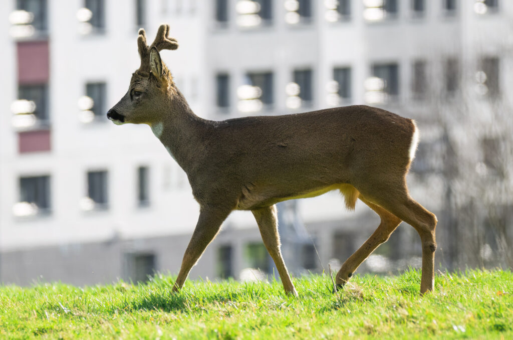 Roe deer buck walking in a field with a block of flats in the background