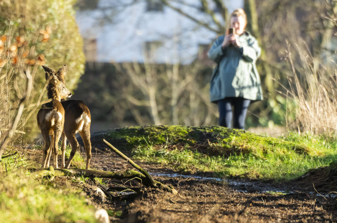 Two roe deer kids standing on a path while a person films them on their phone