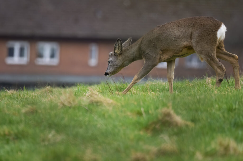 Roe deer buck walking across a field with a building in the background