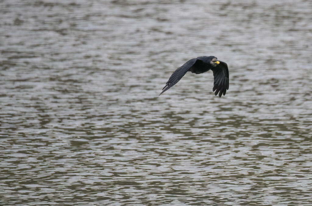 Rook flying over water with acorns in its beak
