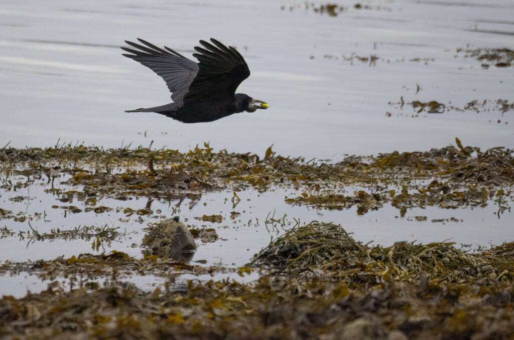 Rook flying over water and seaweed with acorns in its beak