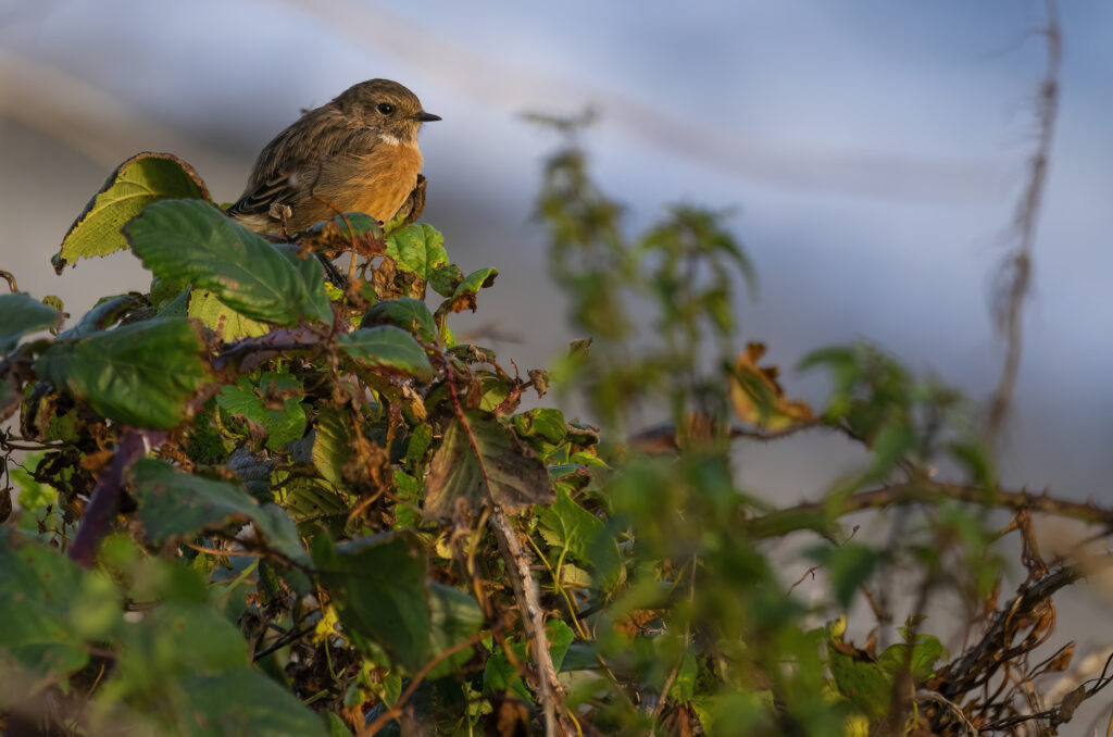 Female stonechat perched on the top of a bramble bush