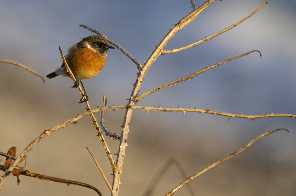 Male stonechat perched on a bare bramble bush