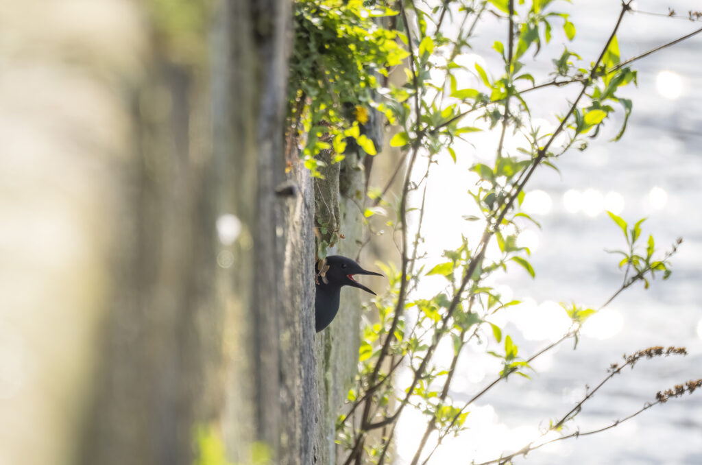 Harbour wall with black guillemot sticking its head out of a hole