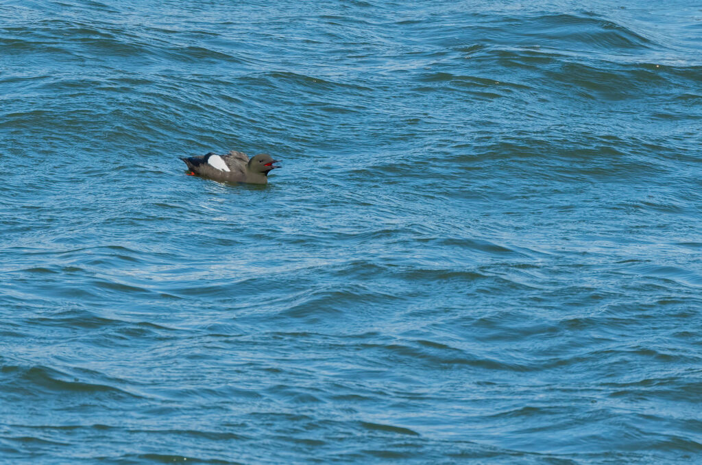 Black guillemot on the water with its beak open