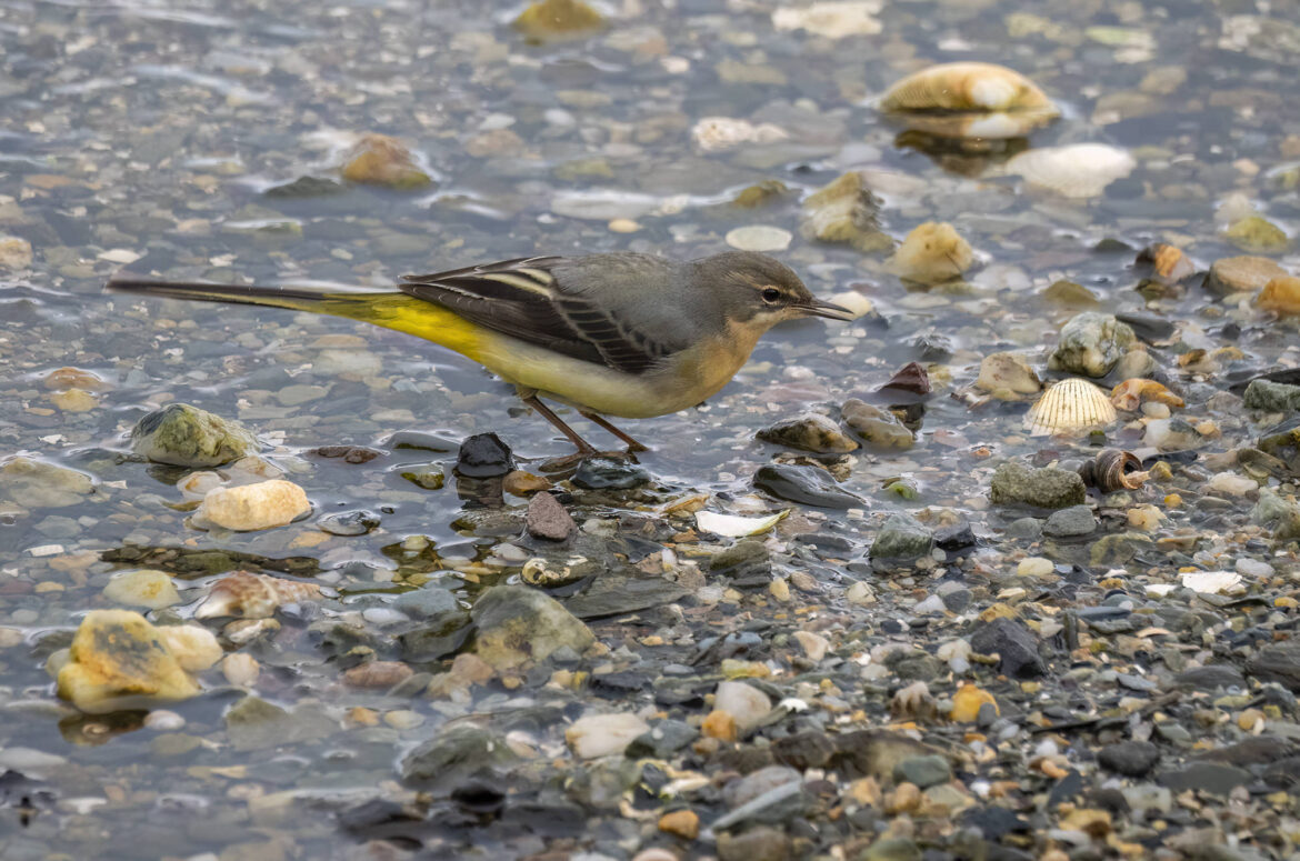 Grey wagtail standing in water on the shoreline