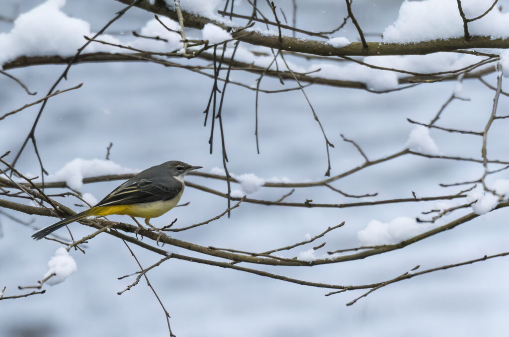 Grey wagtail perched on a branch with nearby branches covered in snow