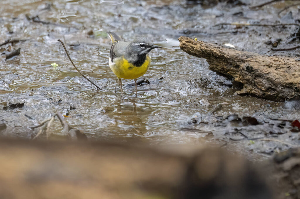 Grey wagtail standing in mud