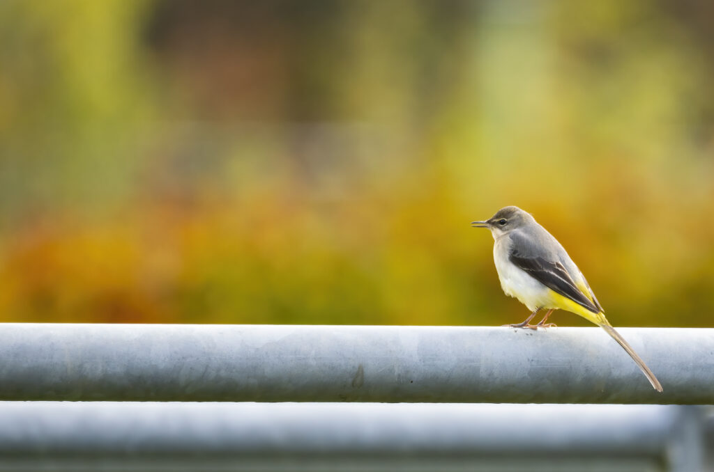 Grey wagtail perched on a metal gate