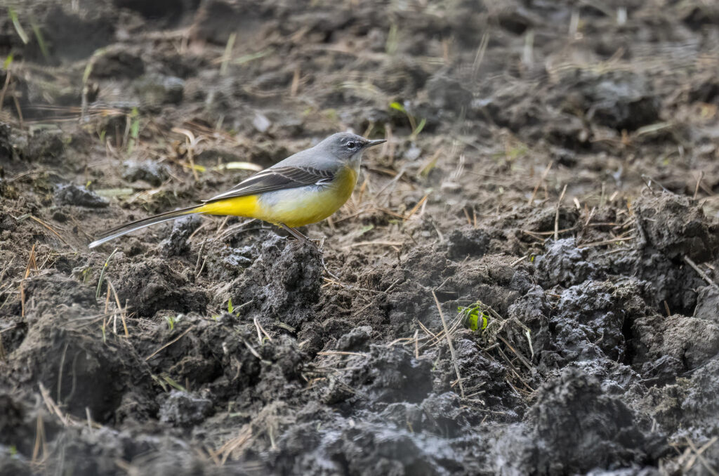 Grey wagtail standing on churned up mud