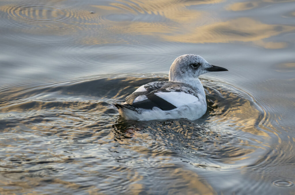 Black guillemot in non-breeding plumage on the surface of the water