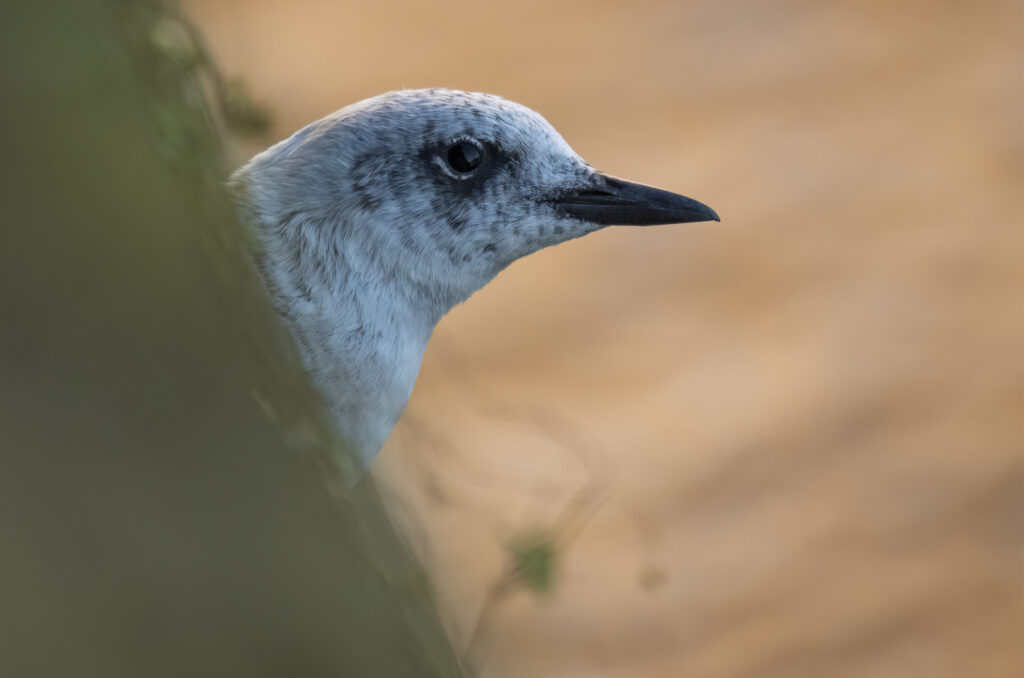 Black guillemot in non-breeding plumage with its head poked out of a hole in a wall