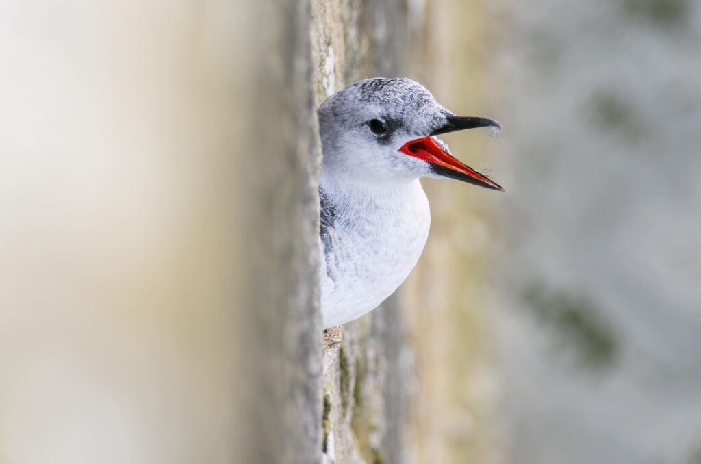 Black guillemot in non-breeding plumage with its head poked out of a hole in a wall