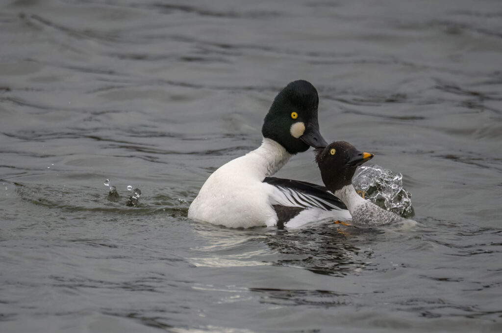 Pair of goldeneye ducks mating