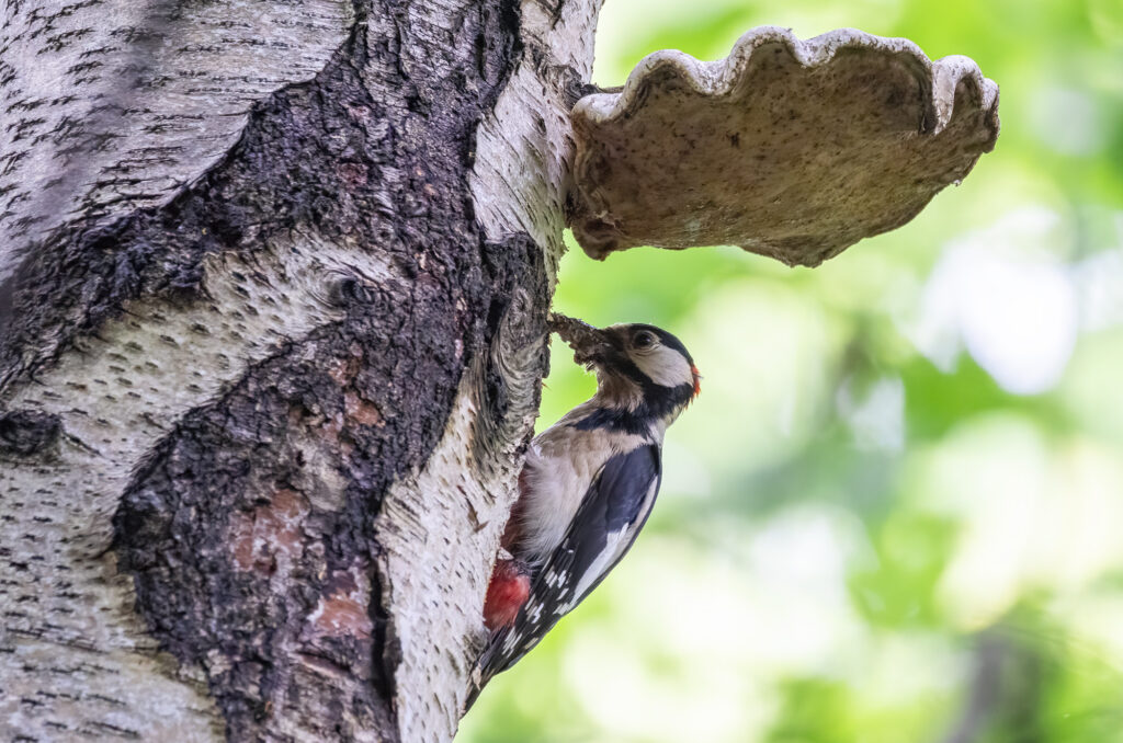 Male great spotted woodpecker bringing food to its nest