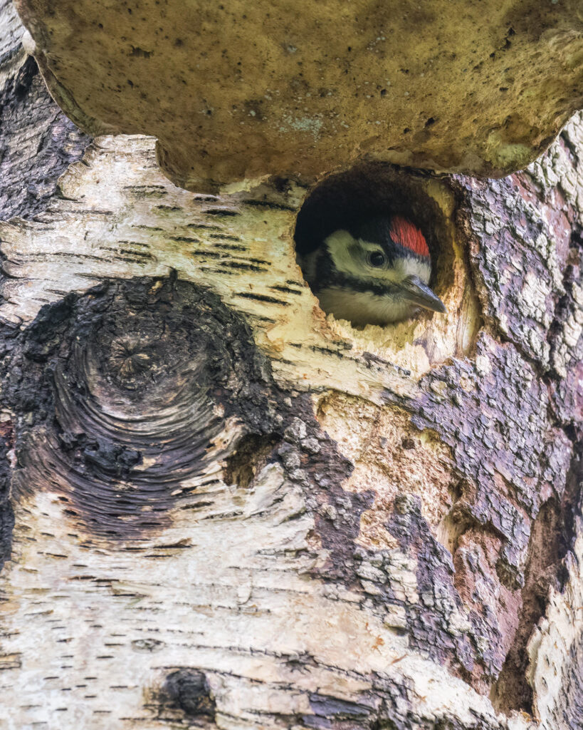 Great spotted woodpecker chick with its head out of the nest hole