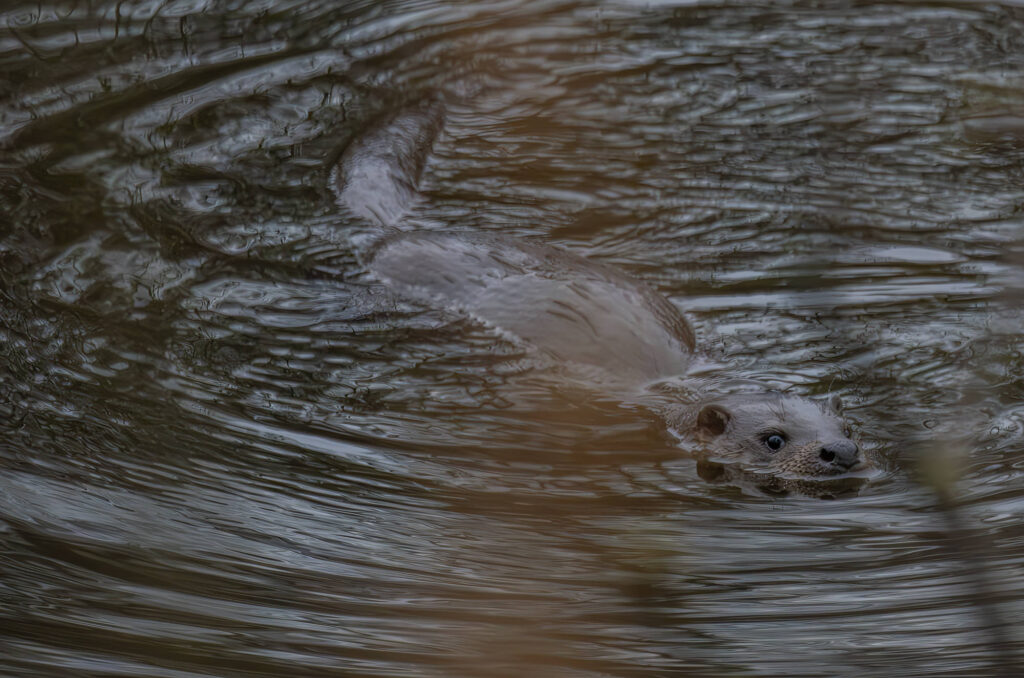 Otter at the surface on the water