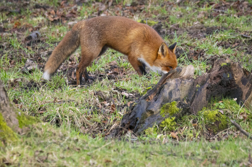 Red fox sniffing the ground next to a tree stump