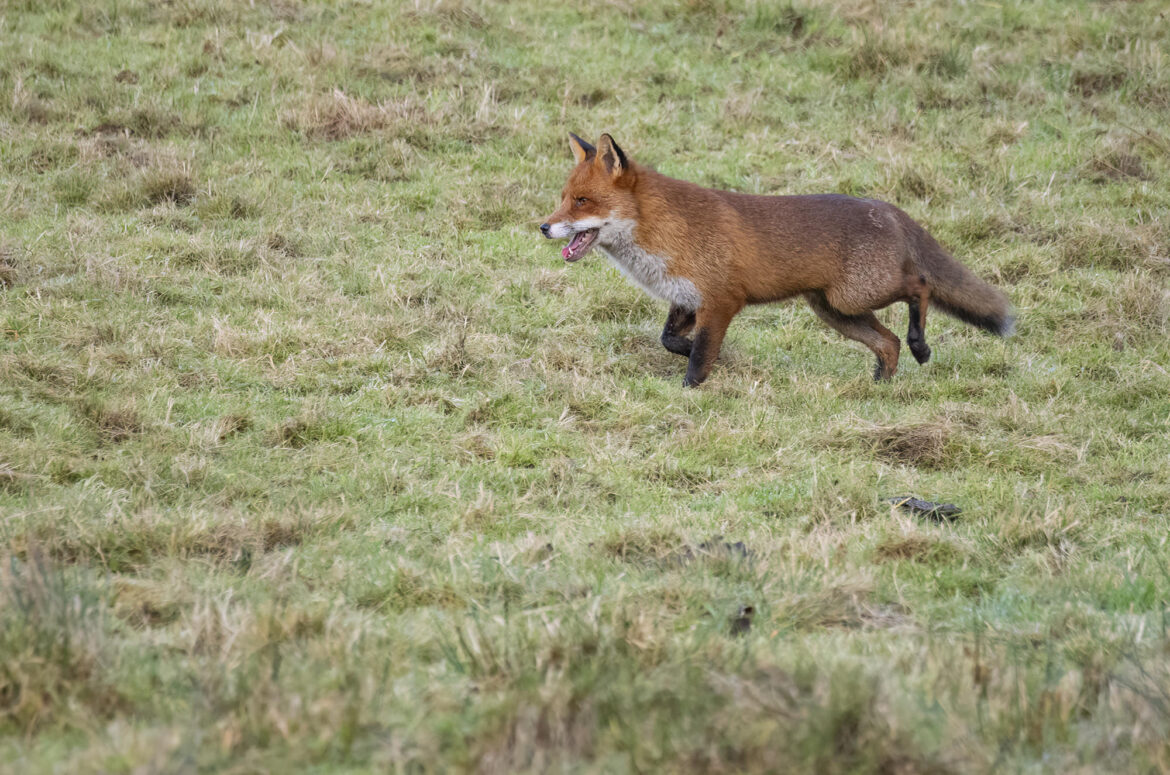 Red fox running across a field