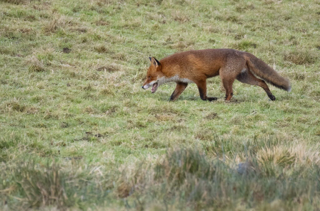 Red fox running across a field with its nose close to the grass