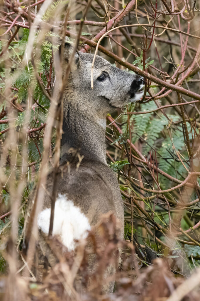 Roe deer browsing amongst branches