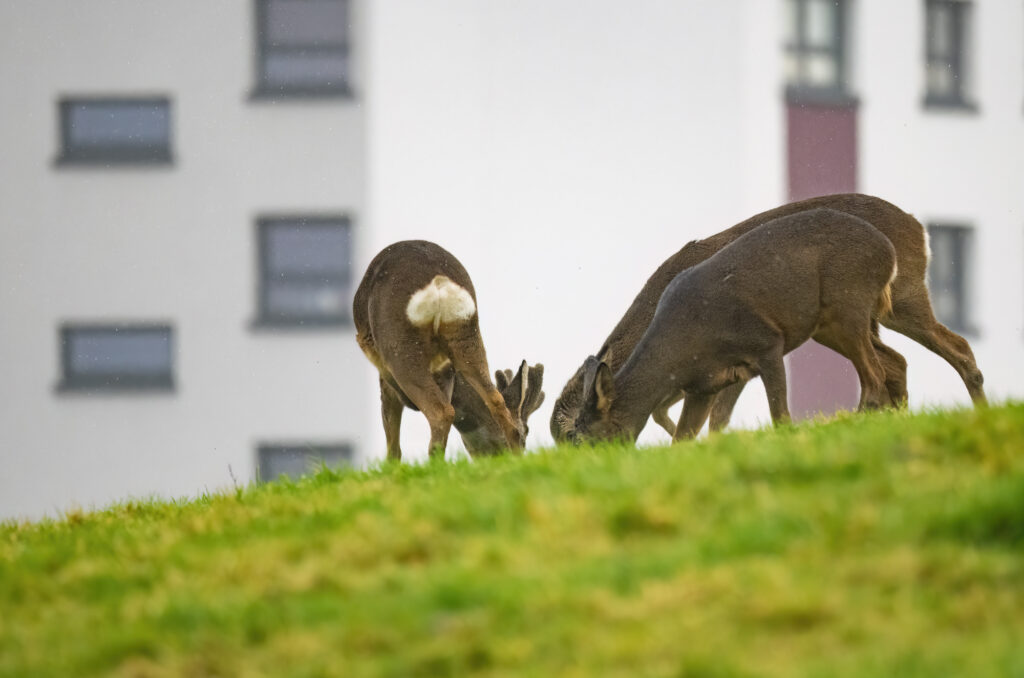 Three roe deer grazing in a field with a block of flats in the background