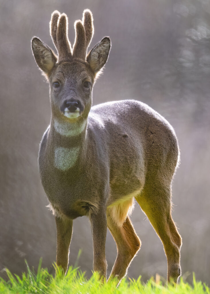 Roe deer buck standing in a field