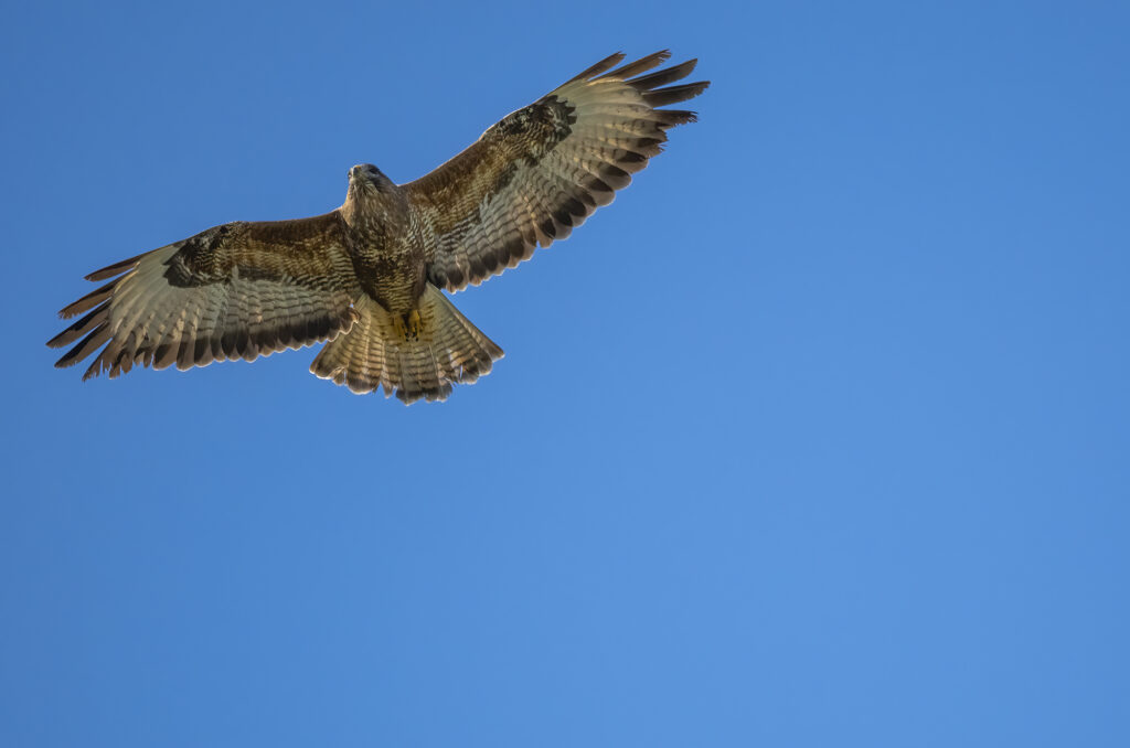 Buzzard soaring in the sky