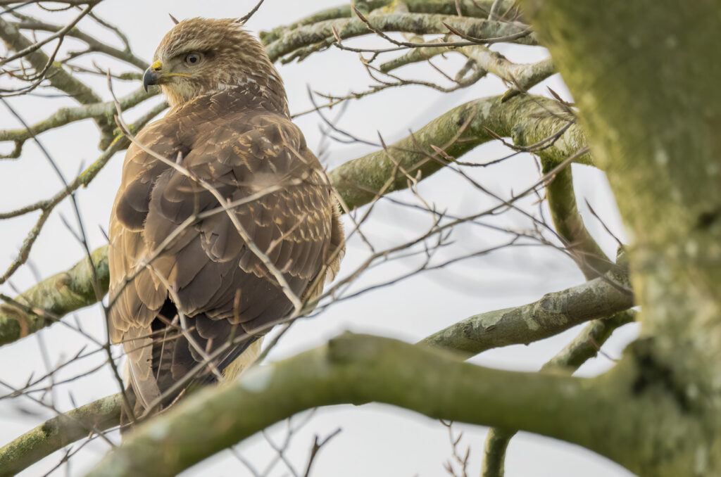 Buzzard perched in a tree surrounded by bare branches