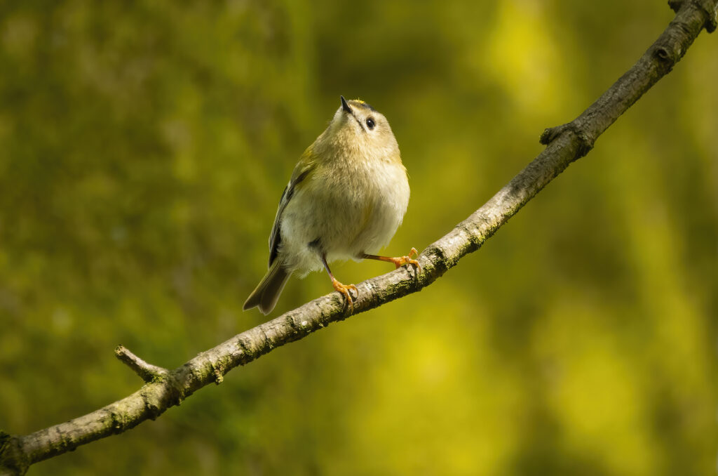 Goldcrest perched on a bare branch