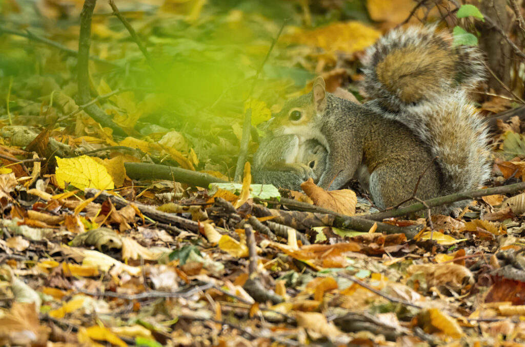Grey squirrel female carrying her baby in her mouth