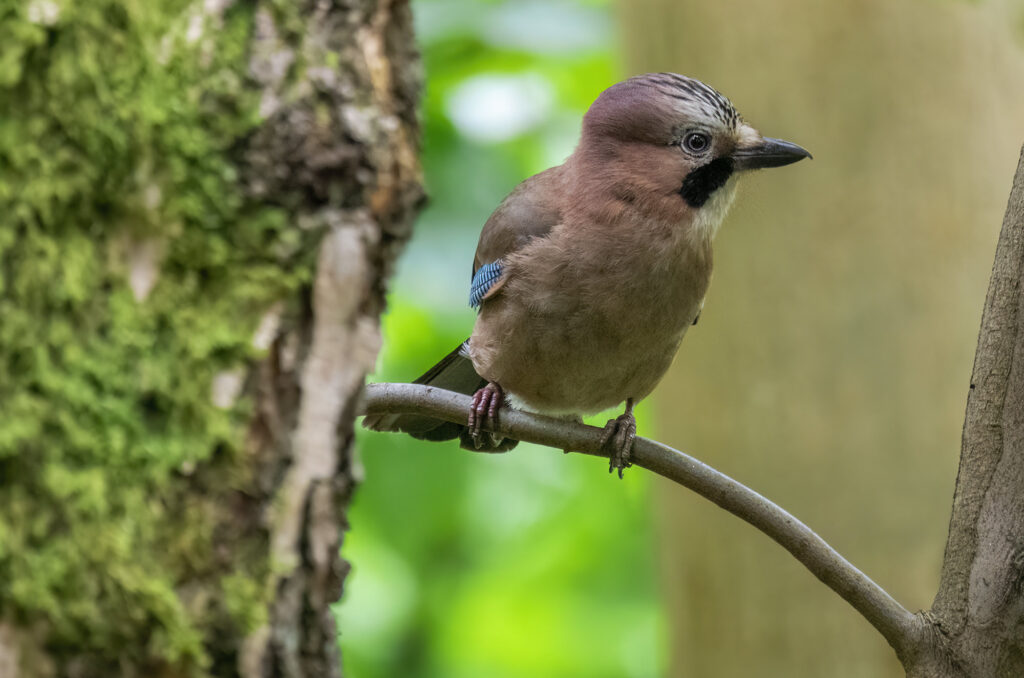 Jay perched on a bare branch