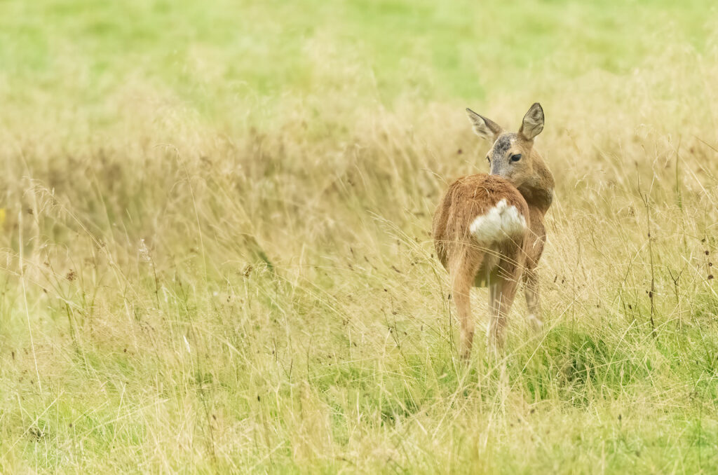 Roe doe grooming herself in a field