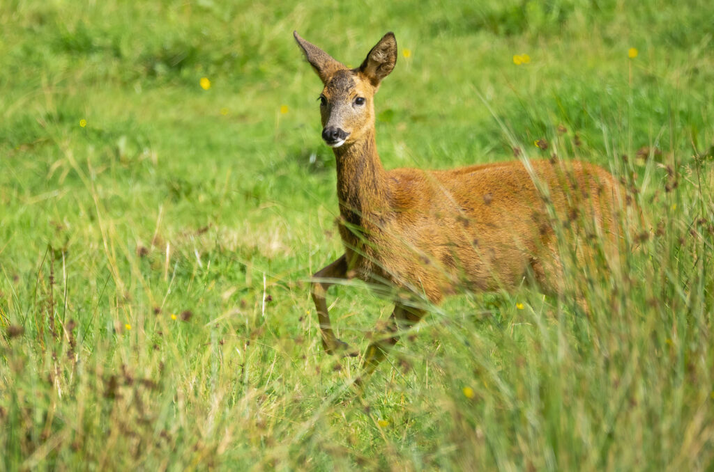Roe doe running in a field