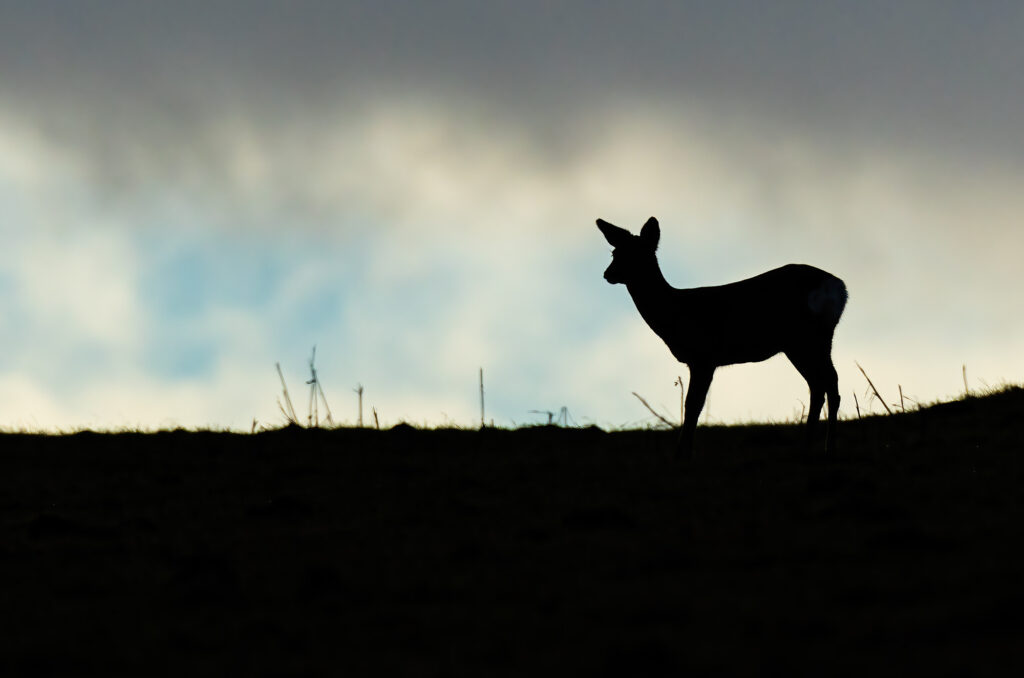 Roe doe standing at the brow of a hill in silhouette with dark clouds in the sky