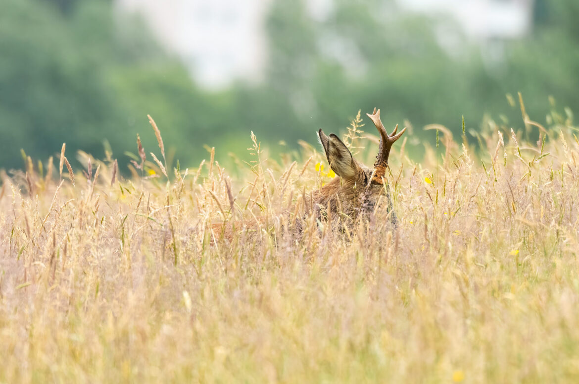 Roe buck with only his ears and antlers visible as he walks through long grass