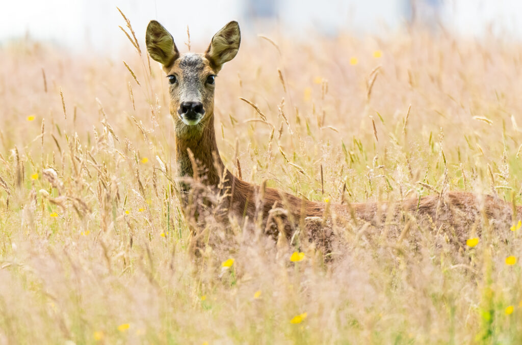 Roe doe standing in a field of long grass and buttercups