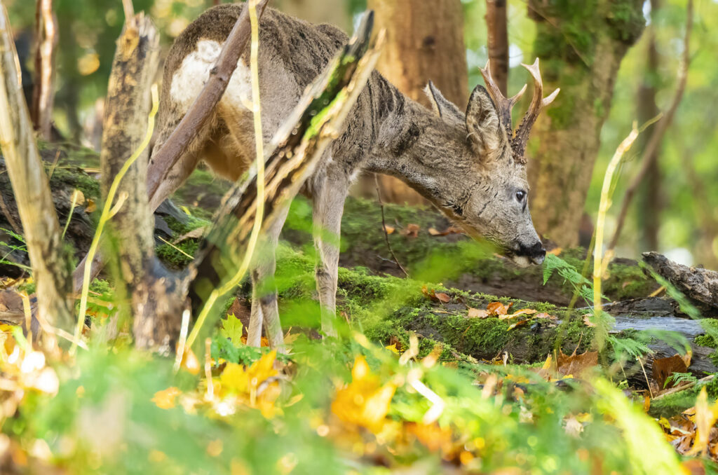 Roe deer buck browsing in woodland
