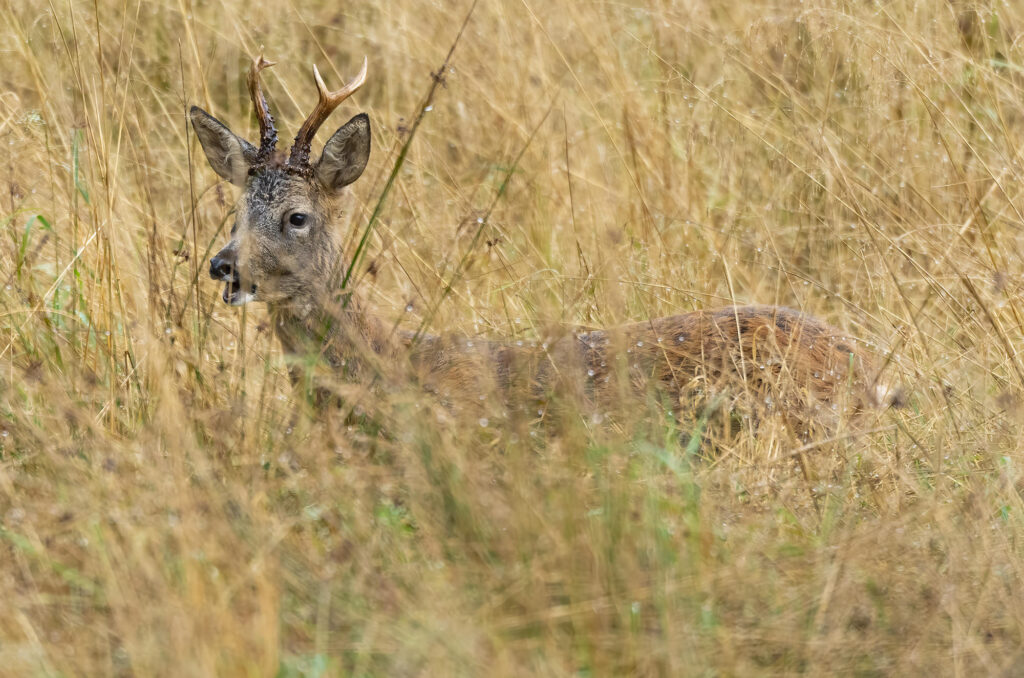 Roe deer buck standing in a field of long grass
