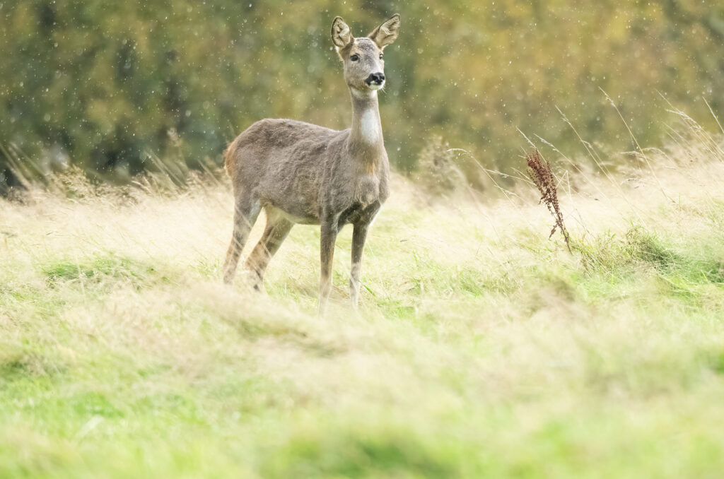 Roe doe standing in a field in the rain