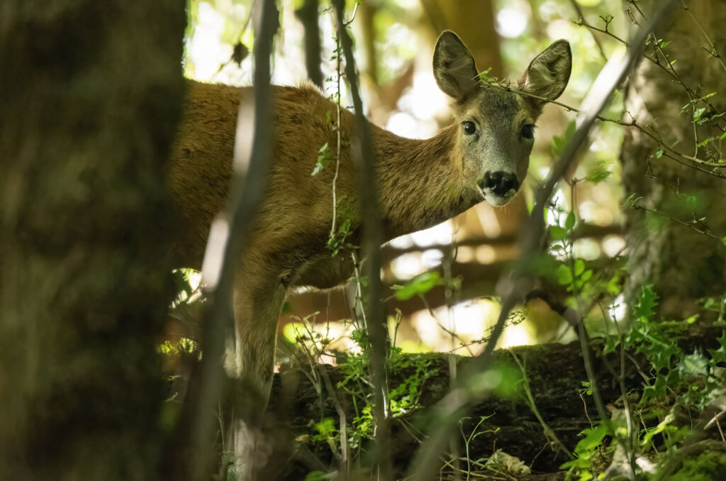Roe doe standing in woodland