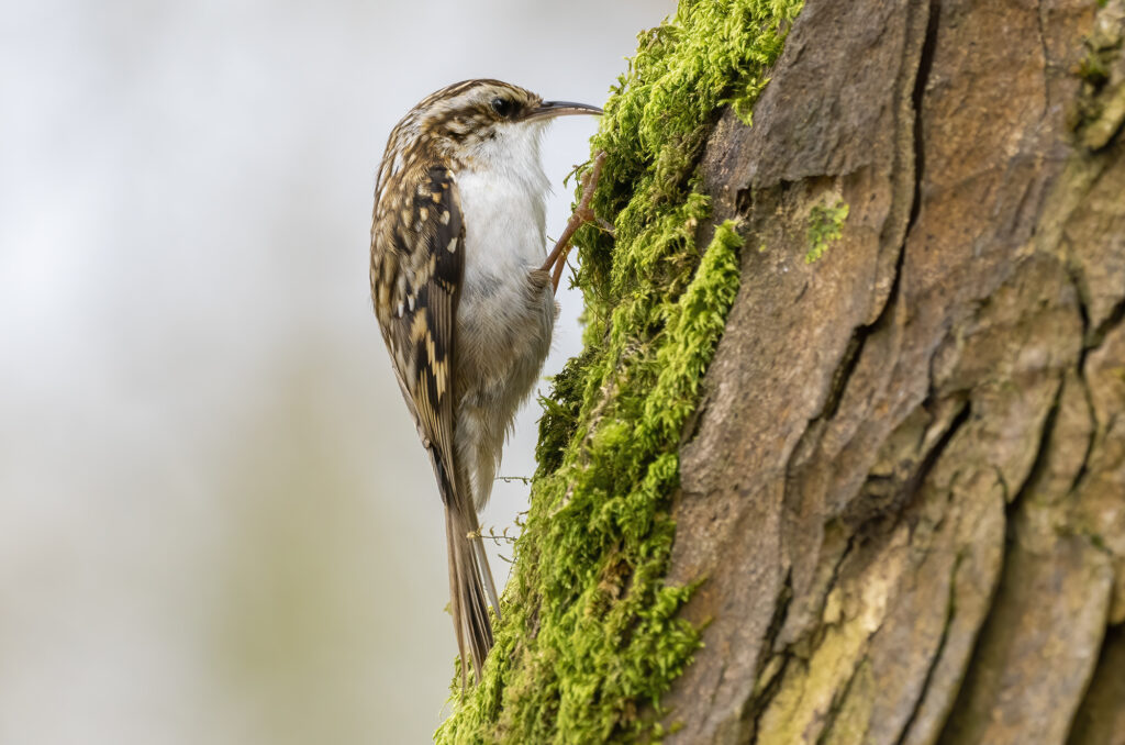 Treecreeper pecking at moss on the bark of a tree